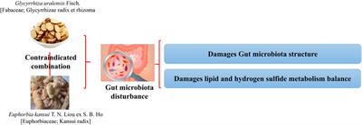 Scientific connotation of the compatibility of traditional Chinese medicine from the perspective of the intestinal flora